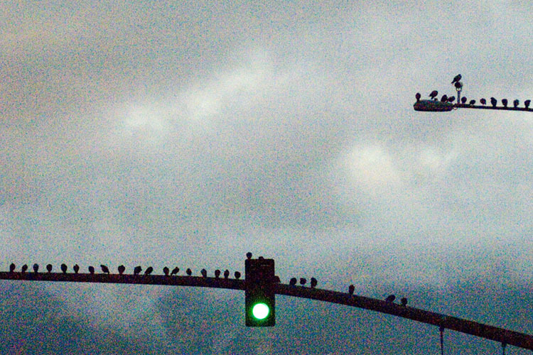 high iso birds