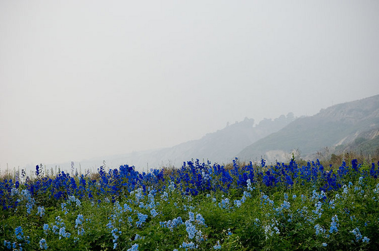 Belladonna Delphinium