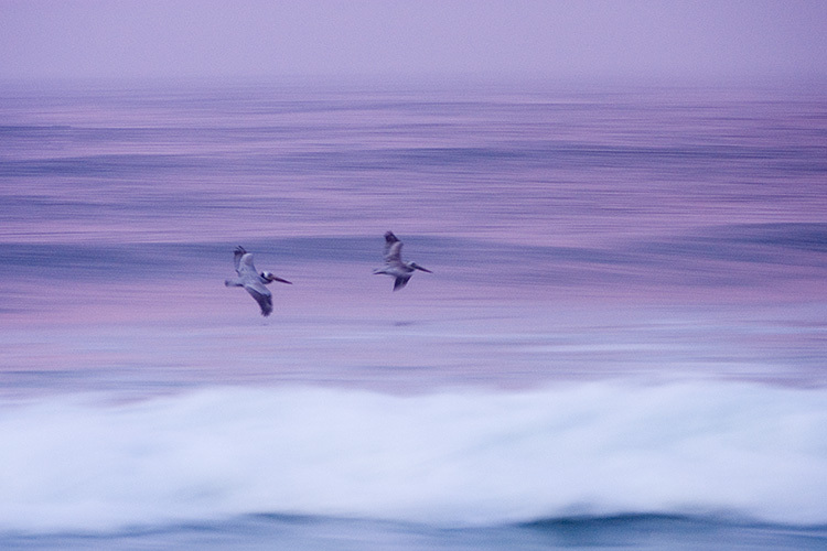 surfing pelicans