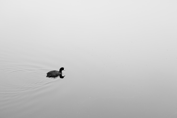 two headed coot