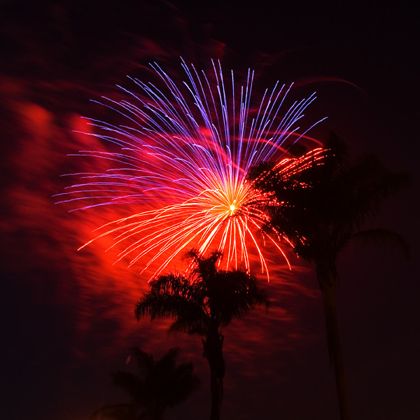 palm trees and fireworks