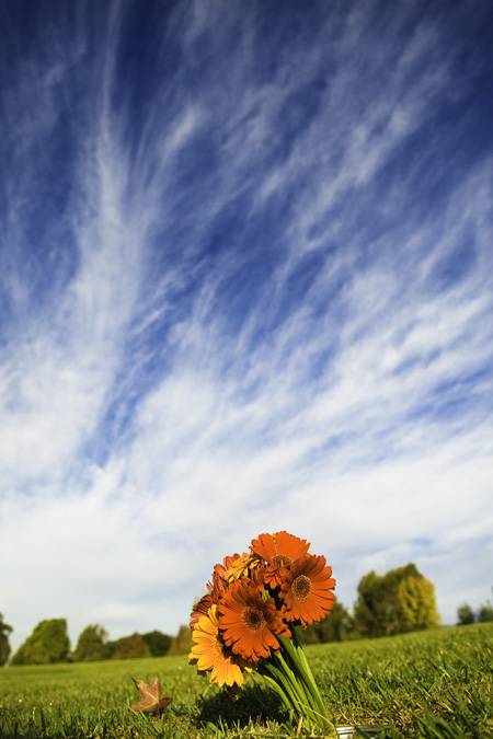 fresh flowers