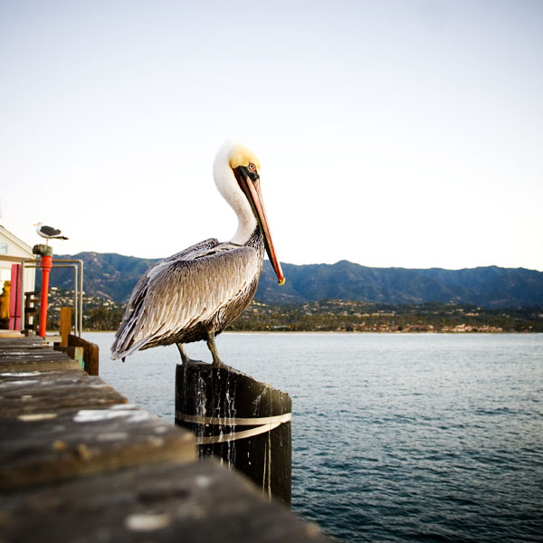 pelican staredown