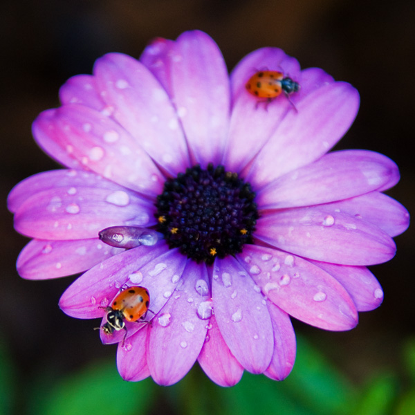 ladybugs