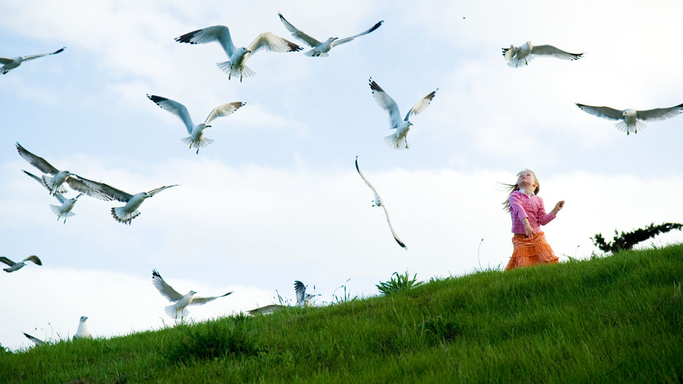 feeding the birds