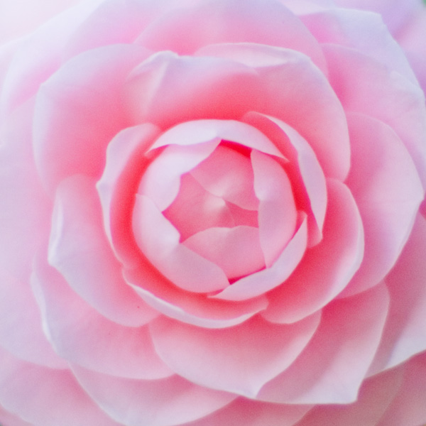 pink camellia