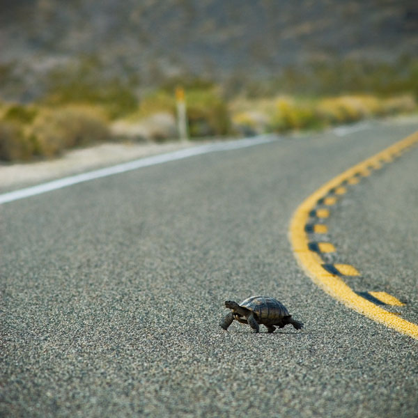 mojave desert tortoise