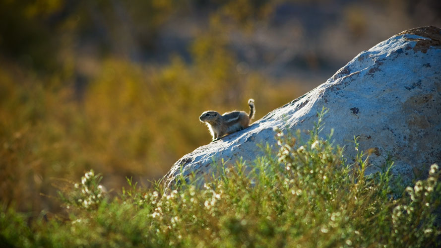 antelope squirrel