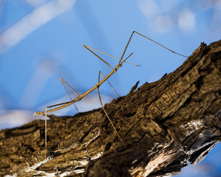 walking stick insect