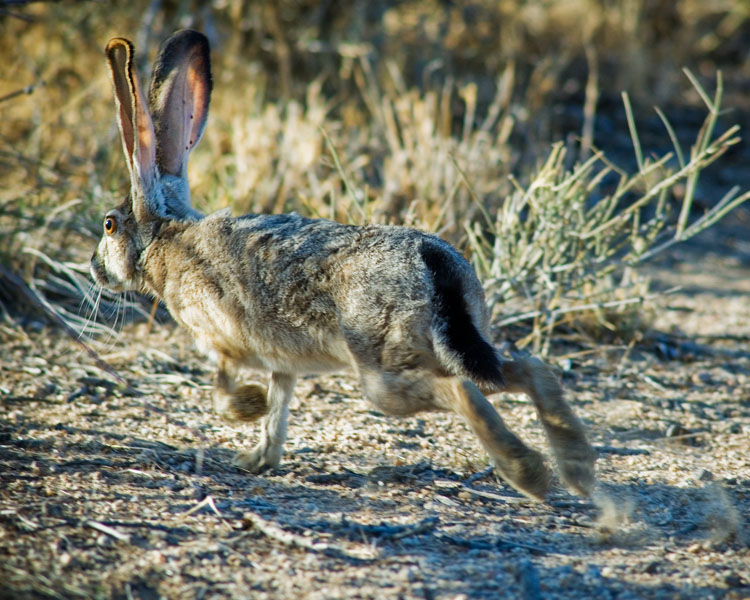 mojave Black-tailed Jackrabbit #2