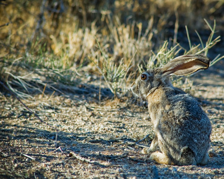 mojave Black-tailed Jackrabbit #1