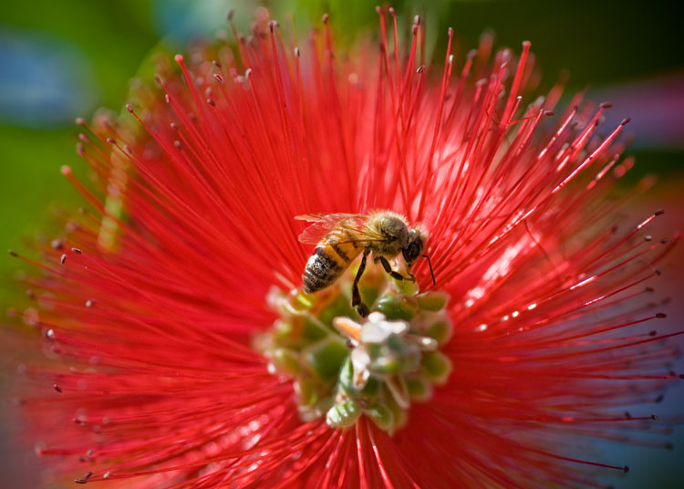 bee, bottle brush, backyard