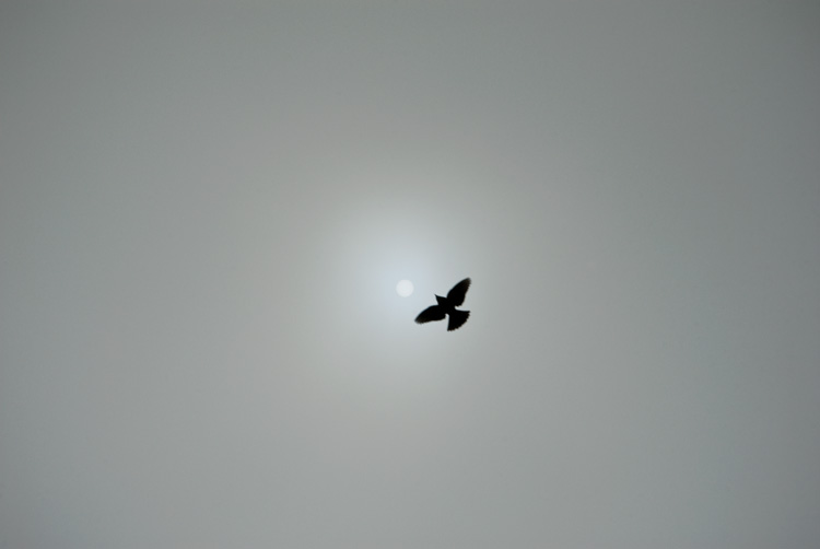 the starling and the sun