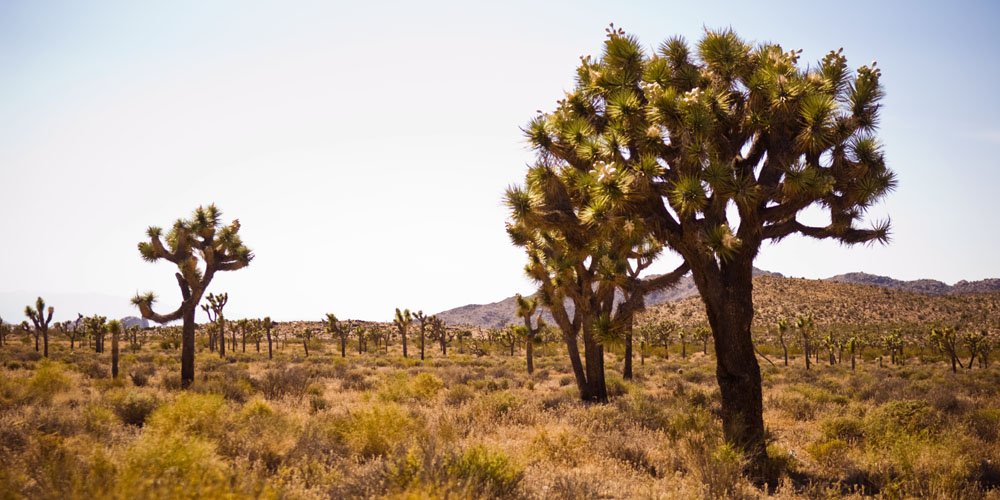 joshua trees