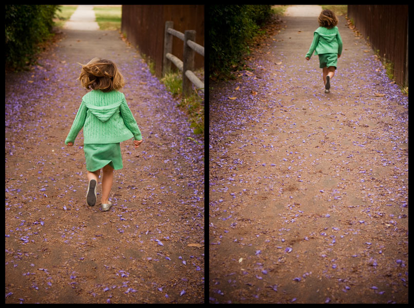 jacaranda path