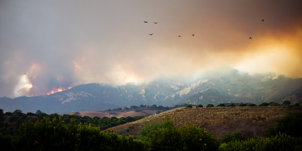 gap fire growing