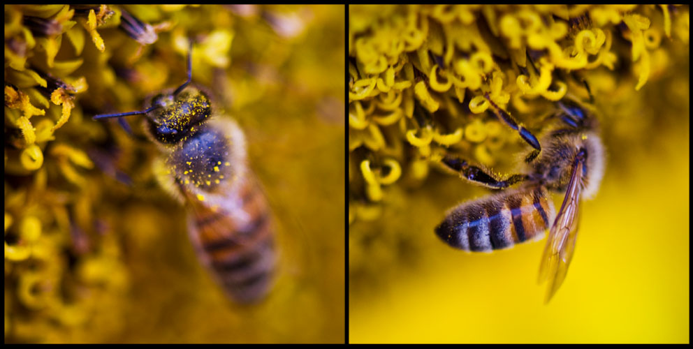 sunflower bees