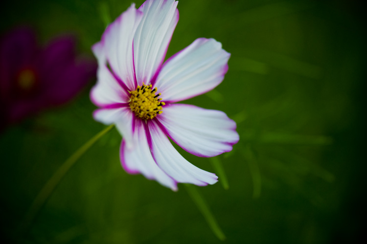 cosmos weeds