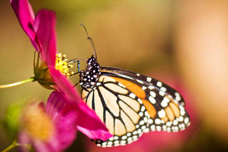 monarch on cosmos