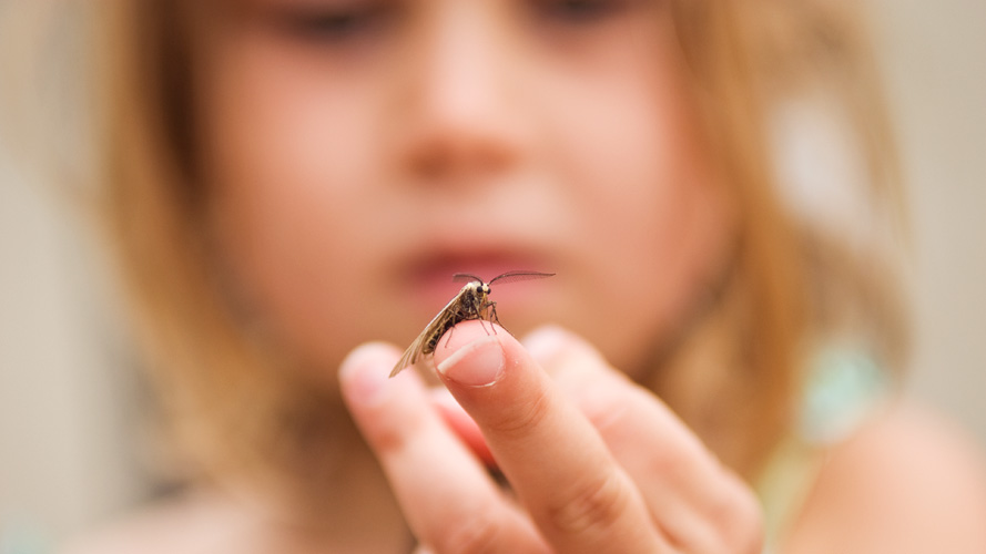 kids love bugs