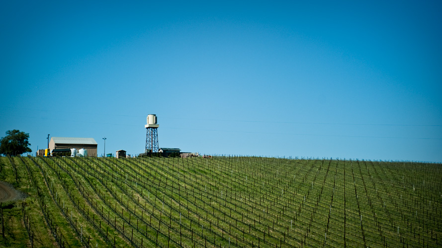 vineyard rows