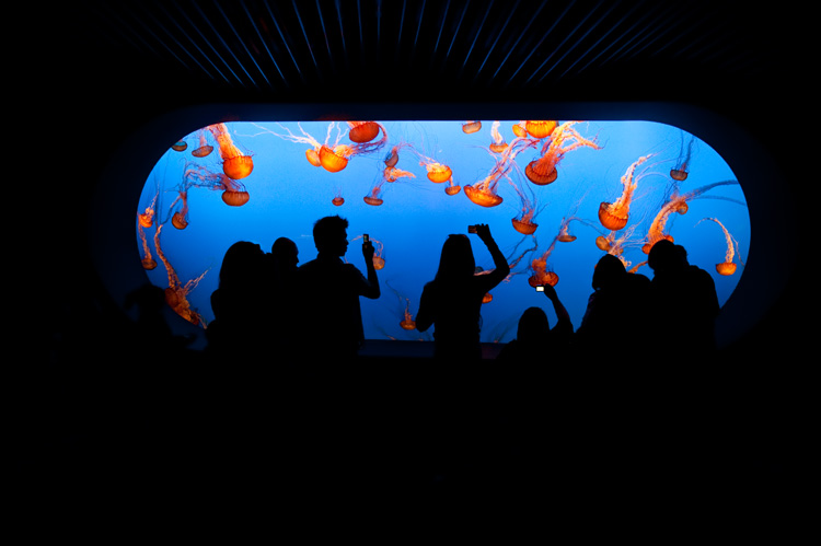 bowl of jelly: monterey bay aquarium