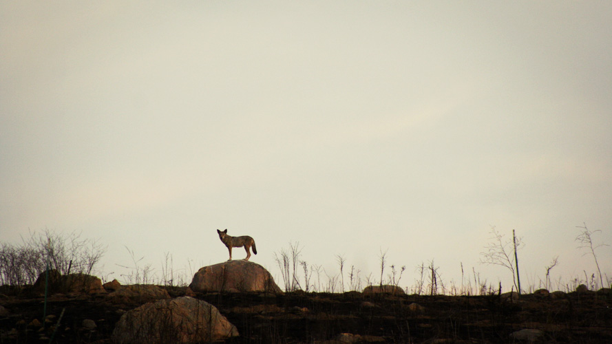 santa barbara coyote