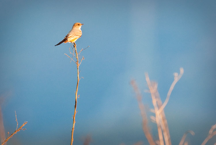 say's phoebe