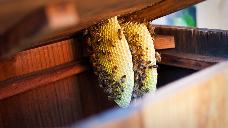 backyard bees!