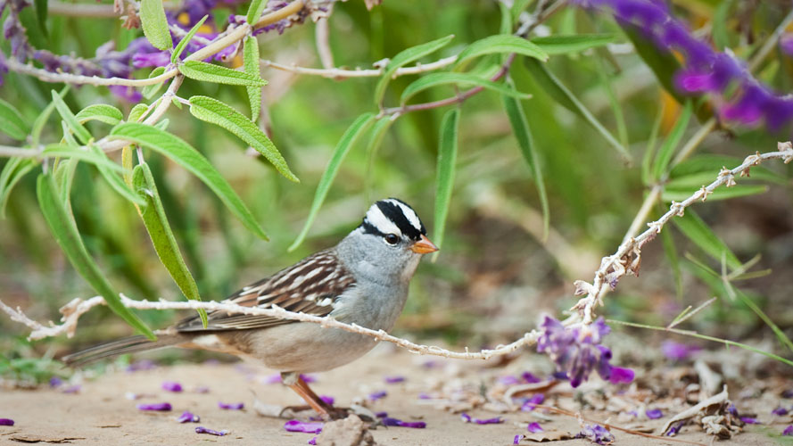 White-crowned Sparrow