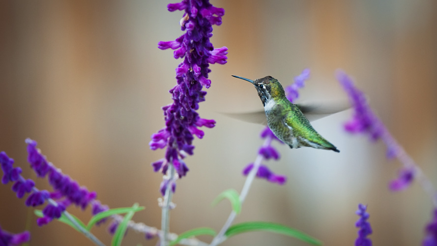 hummingbird