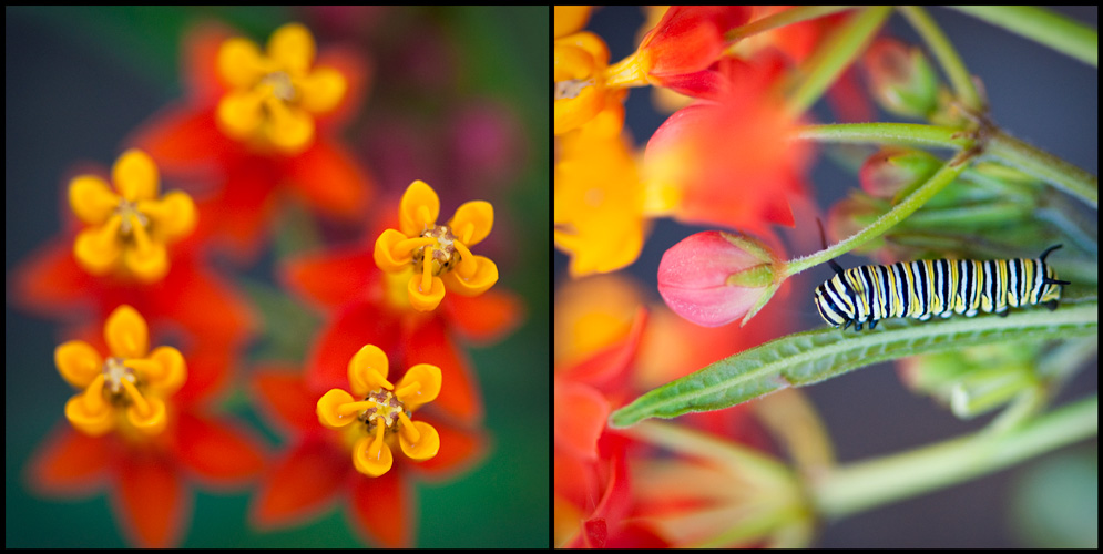 monarch caterpillar on milkweed #1