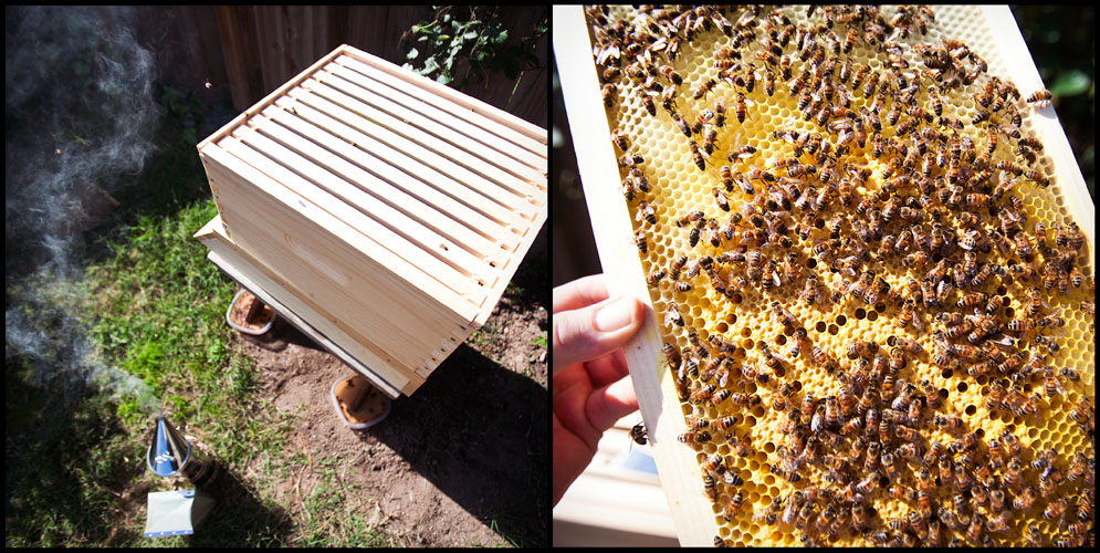 suburban beekeeping in goleta