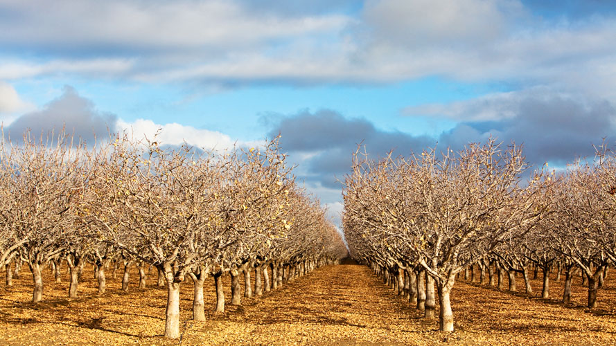 orchard rows