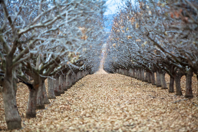 orchard rows #2