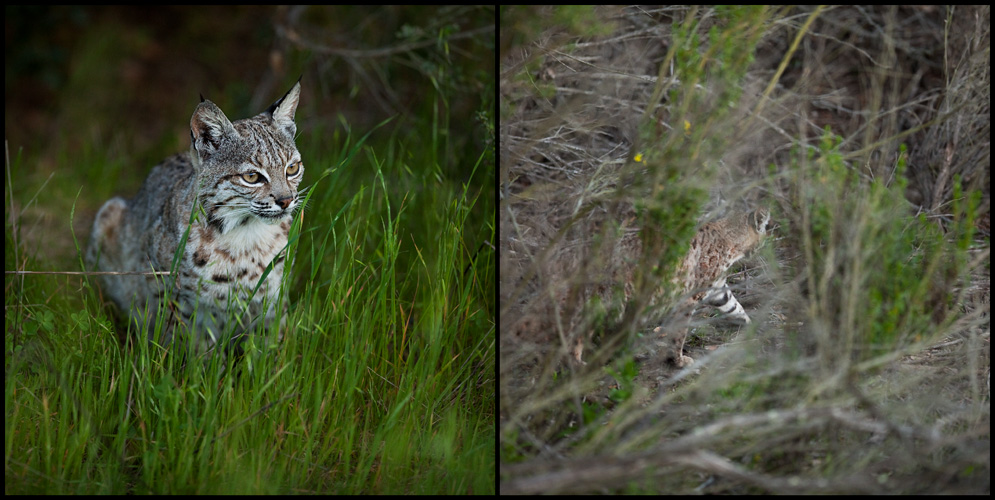 Bobcat camouflage