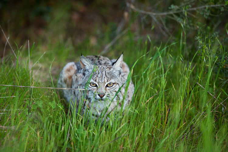 Goleta bobcat