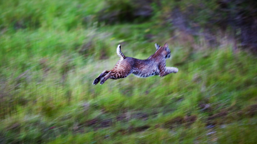 flying bobcat