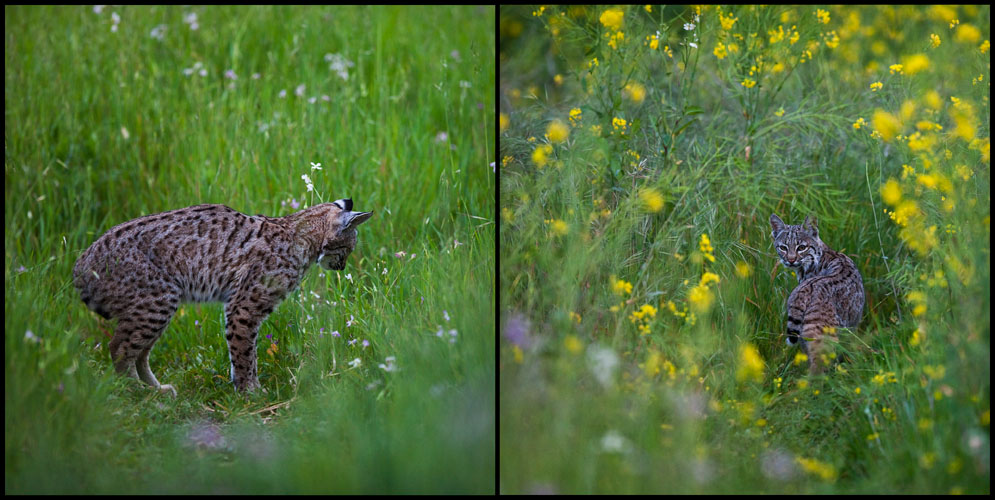 bobcat: hunting / hunted