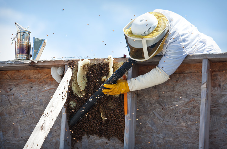 Santa Barbara / Ventura bee rescue and removal! 