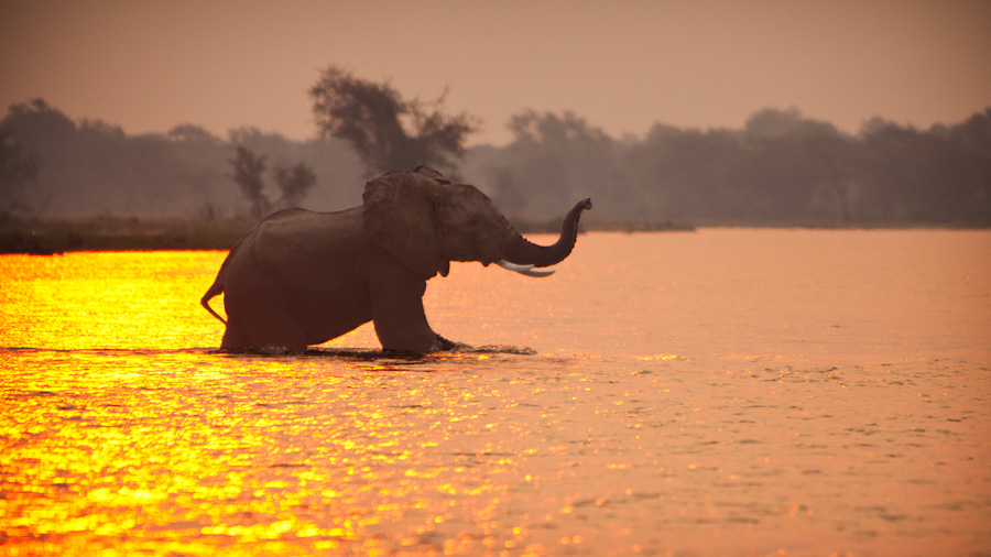 Chikwenya Elephant at Sunset