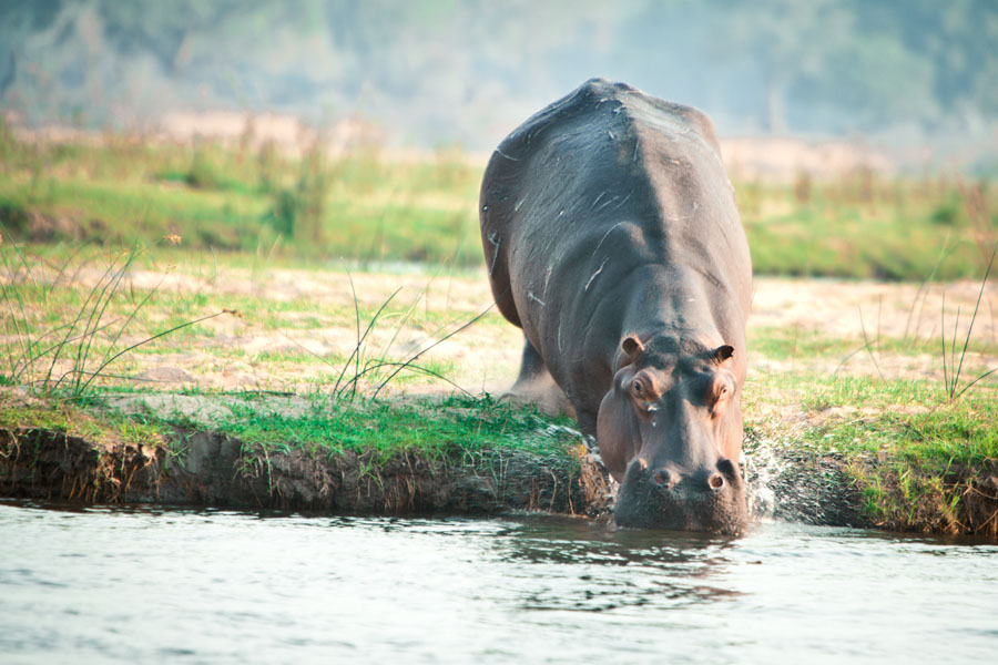 Hippo!