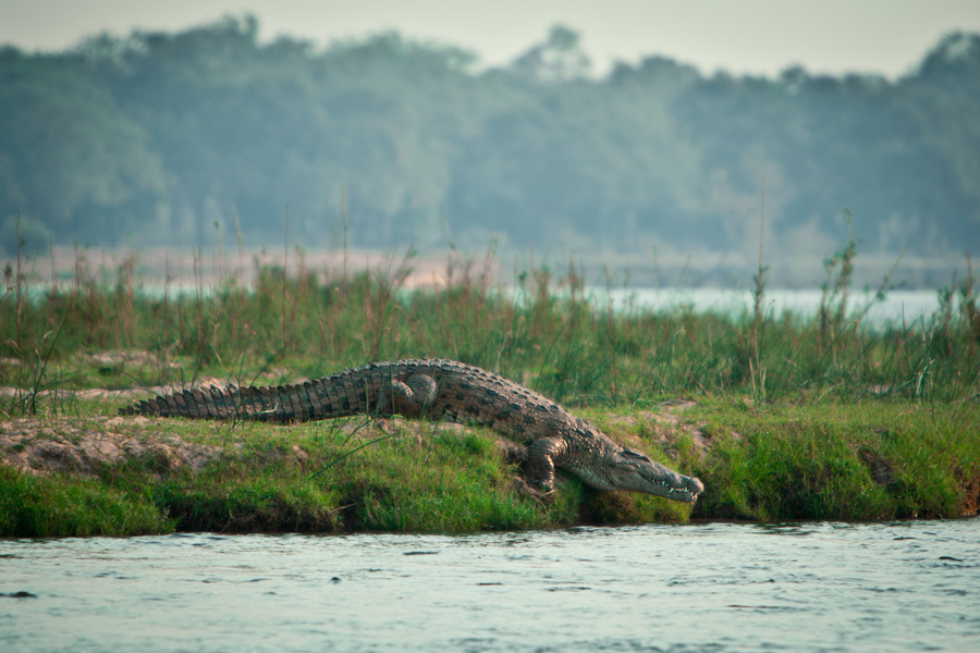 crocodylus niloticus