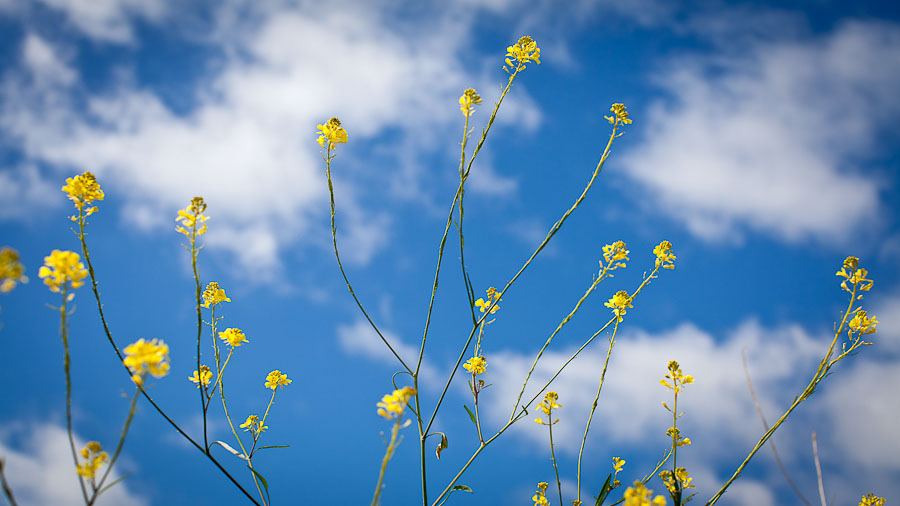 yellow mustard, blue sky