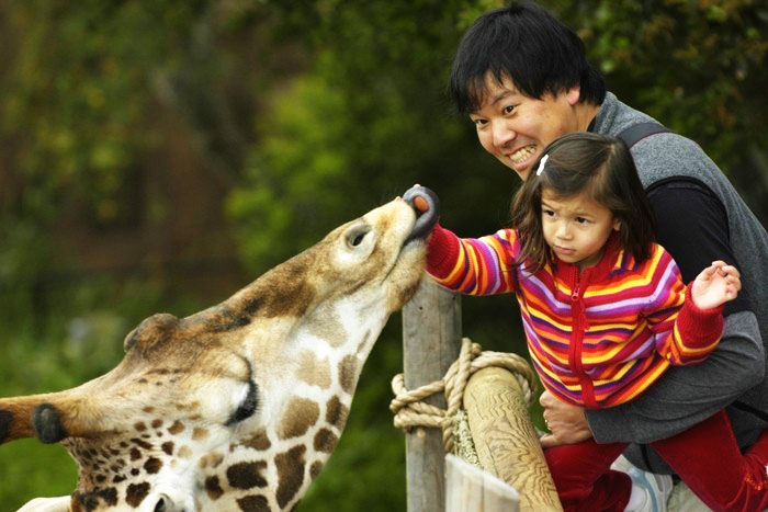 giraffe tongue