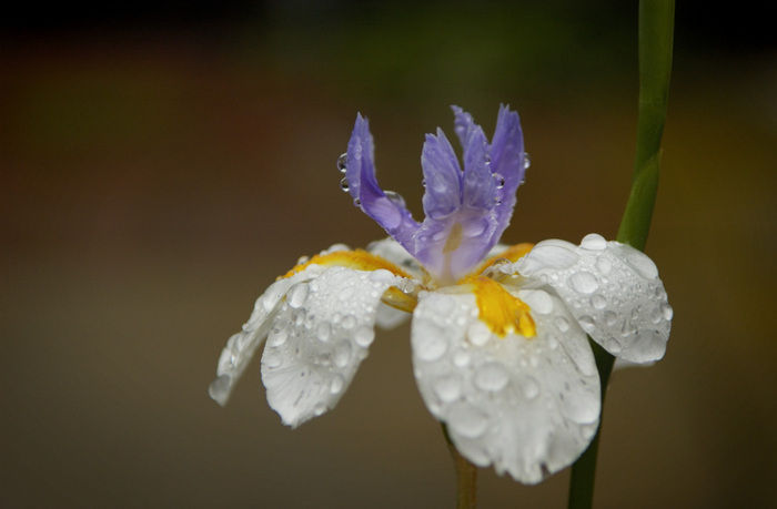 rain drops