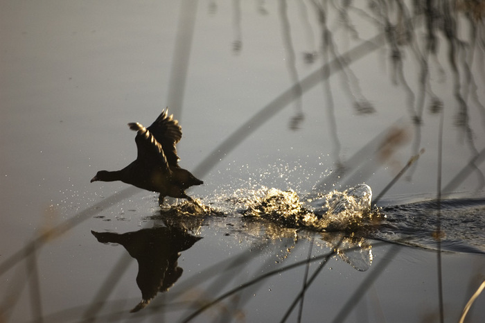 coot at sunrise