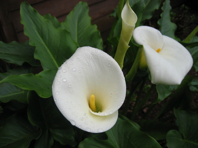 calla lilly: big sur