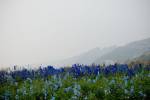 Belladonna Delphinium