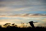 flying off into the goleta sunset...